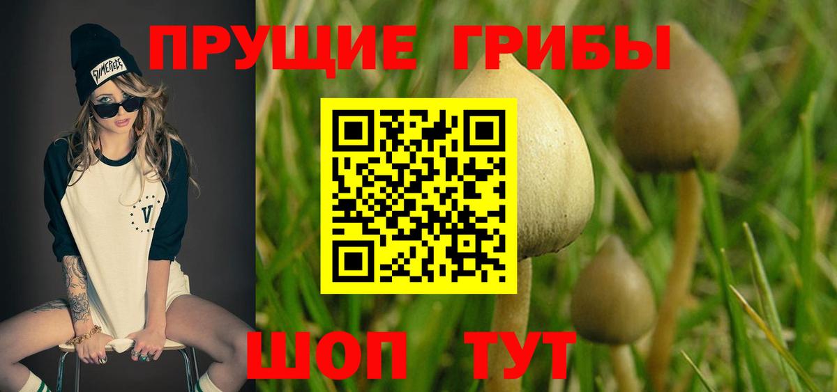 Галлюциногенные грибы Psilocybe Вышний Волочёк